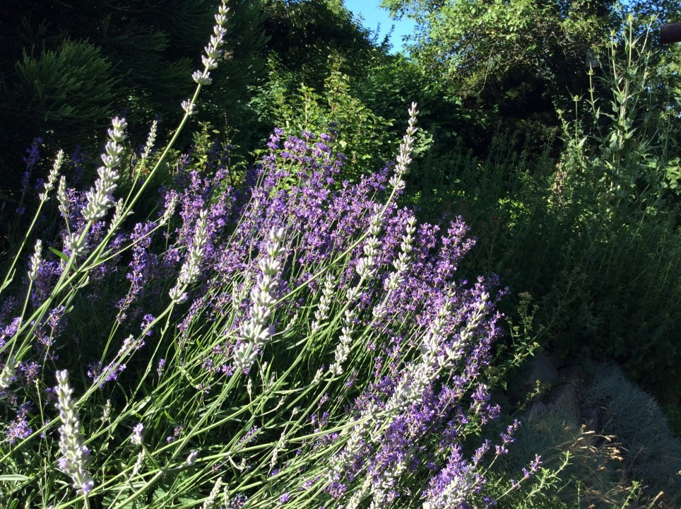 Lavendel