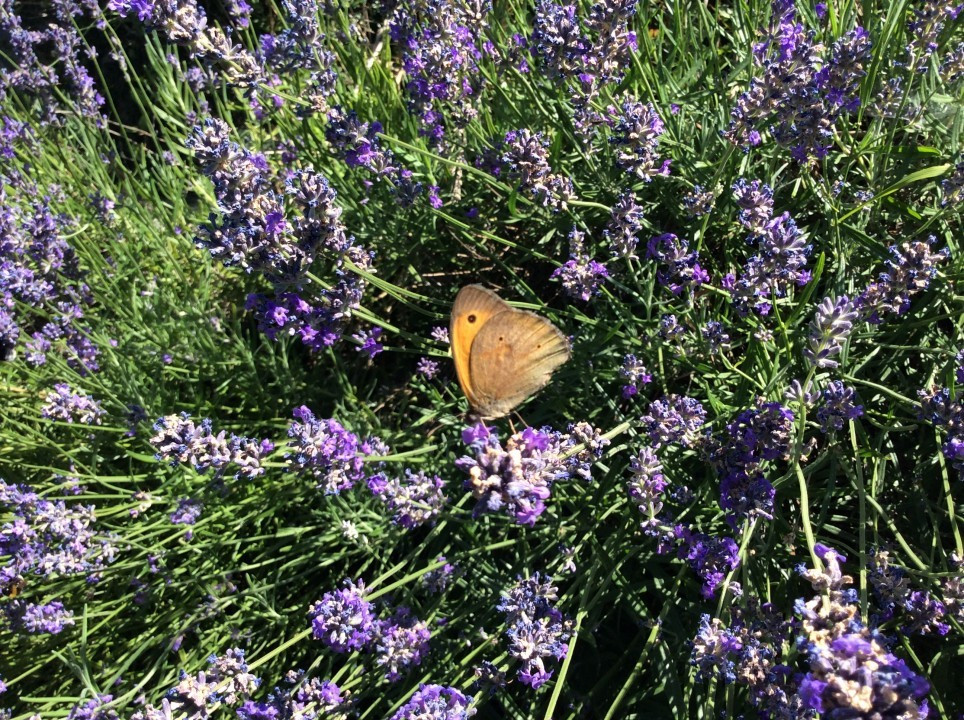 Lavendel