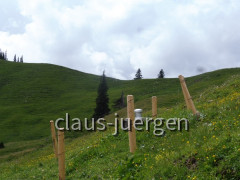Schönkahler
