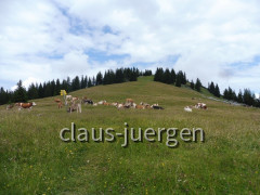 Schönkahler