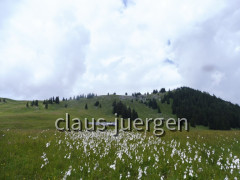 Schönkahler