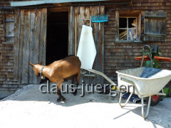 Alpe Spicher Halde