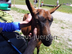 Alpe Spicher Halde