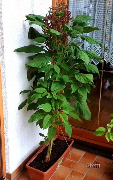 Pflanze Fuchsschwanz