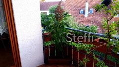 Pflanze Fuchsschwanz