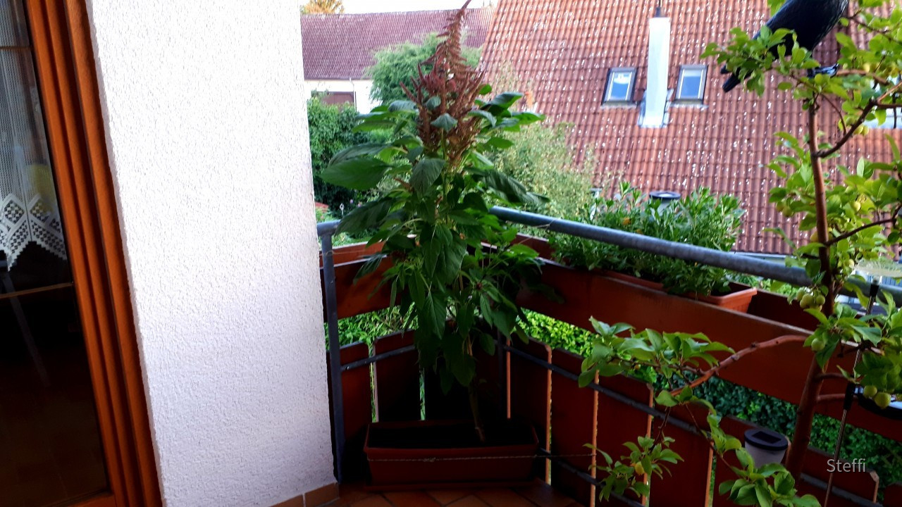 Pflanze Fuchsschwanz
