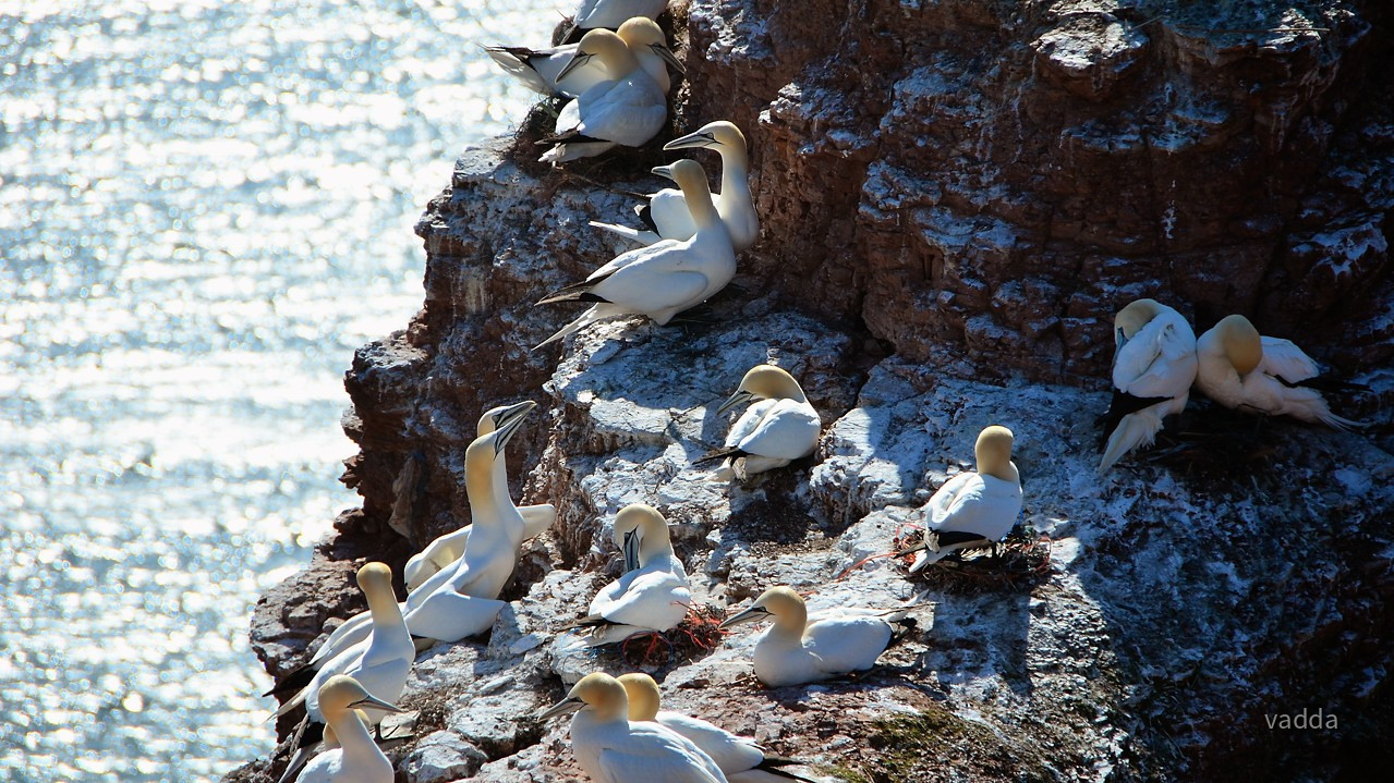 Helgoland-Lummenfelsen