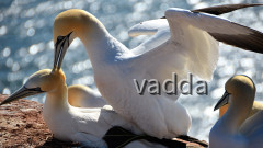 Helgoland-Lummenfelsen