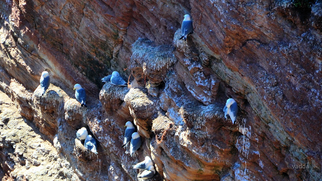 Helgoland-Lummenfelsen
