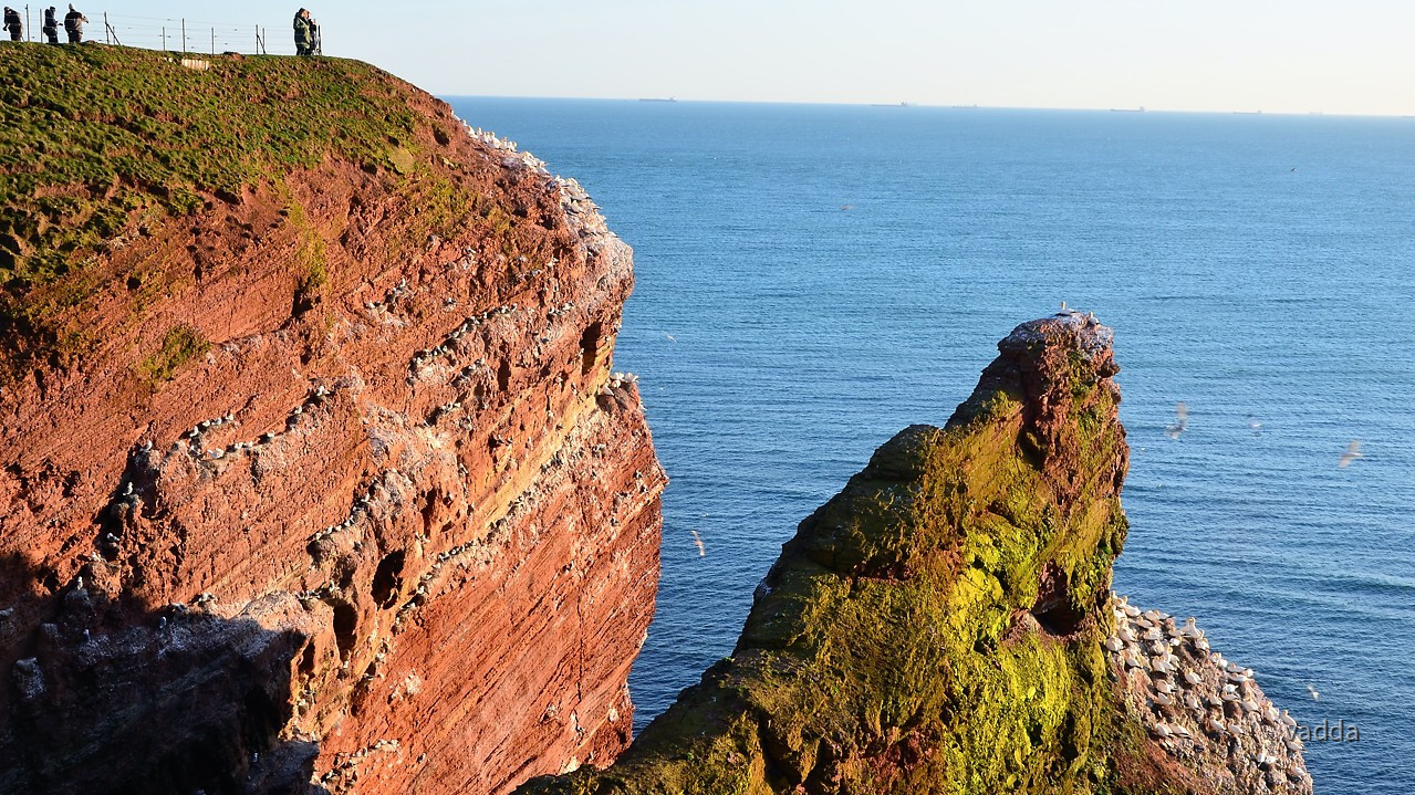 Helgoland-Lummenfelsen