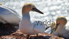 Helgoland-Lummenfelsen