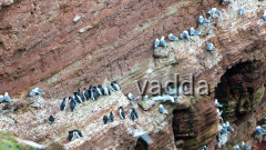 Helgoland-Lummenfelsen