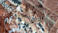 Helgoland-Lummenfelsen