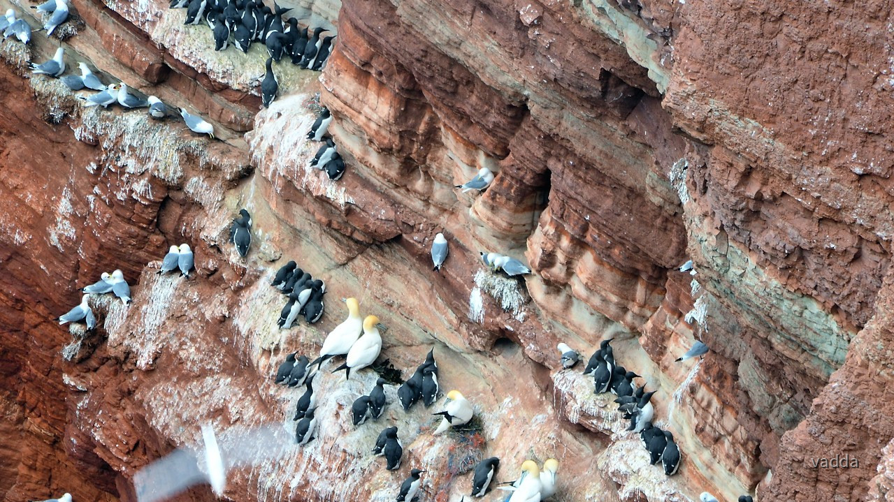 Helgoland-Lummenfelsen
