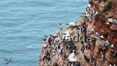 Helgoland-Lummenfelsen