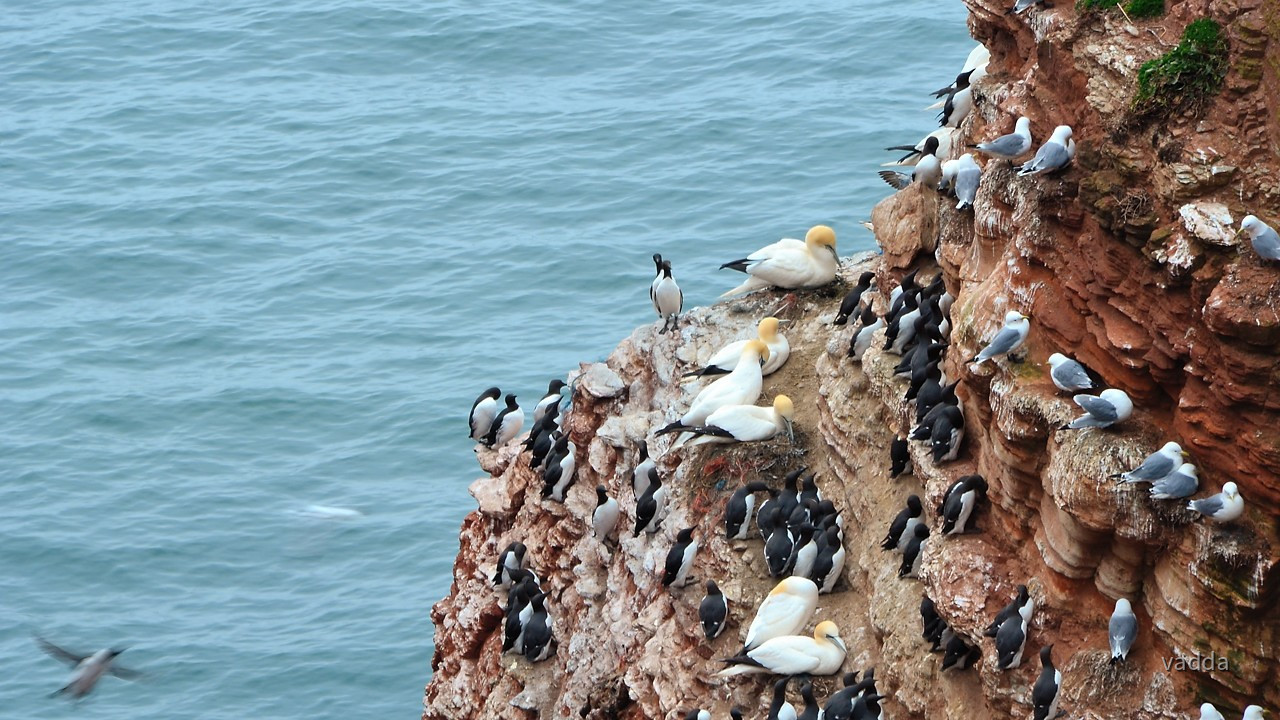 Helgoland-Lummenfelsen