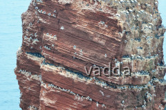 Helgoland-Lummenfelsen