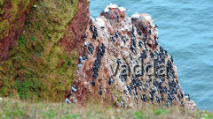 Helgoland-Lummenfelsen