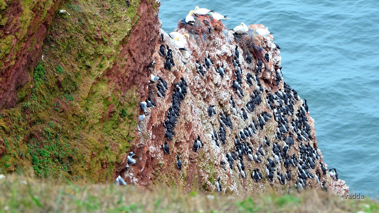 Helgoland-Lummenfelsen
