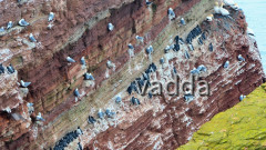 Helgoland-Lummenfelsen