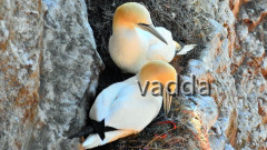 Helgoland-Lummenfelsen