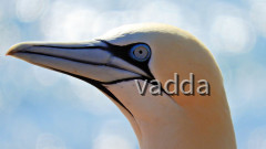 Helgoland-Lummenfelsen