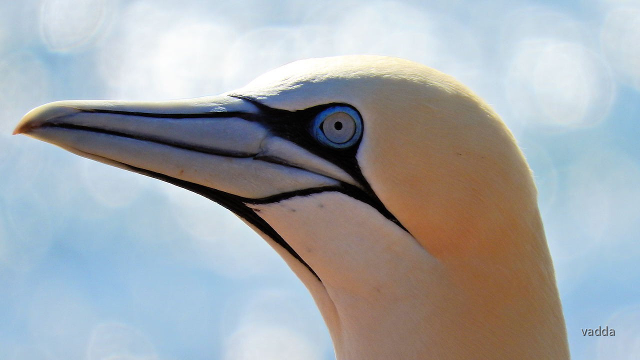 Helgoland-Lummenfelsen