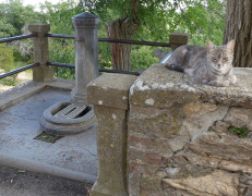 Pieve di Molli  (4)