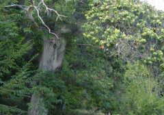 Pieve di Molli  (8)