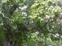 Pieve di Molli  (10)