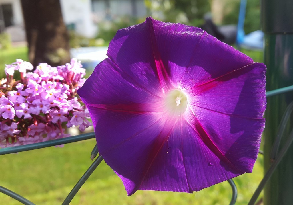 Sommerblumen