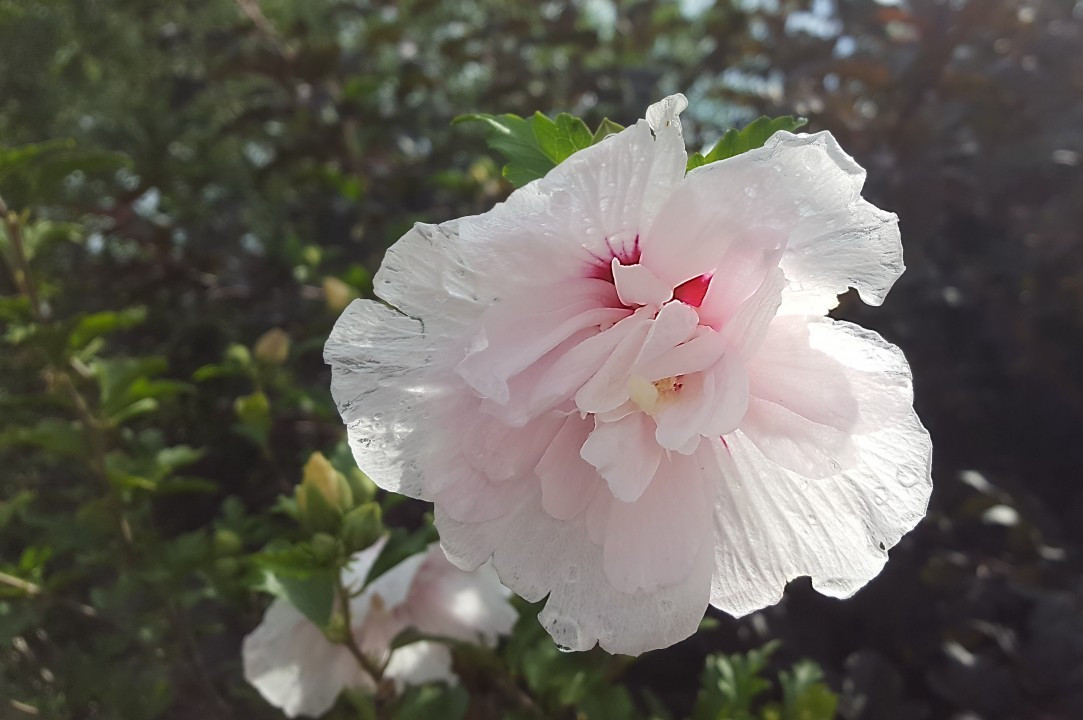 Sommerblumen