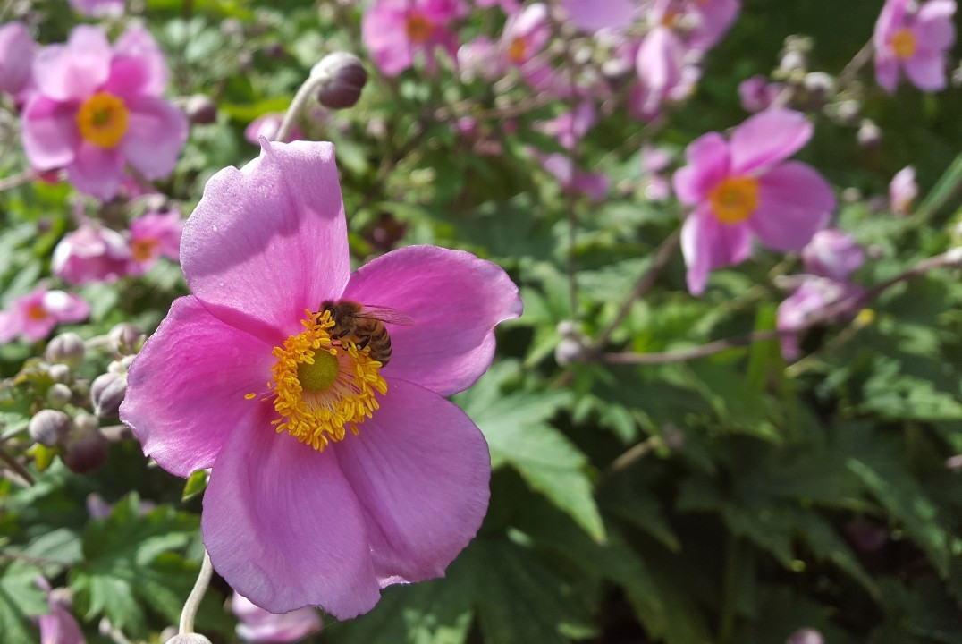 Sommerblumen