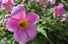 Sommerblumen