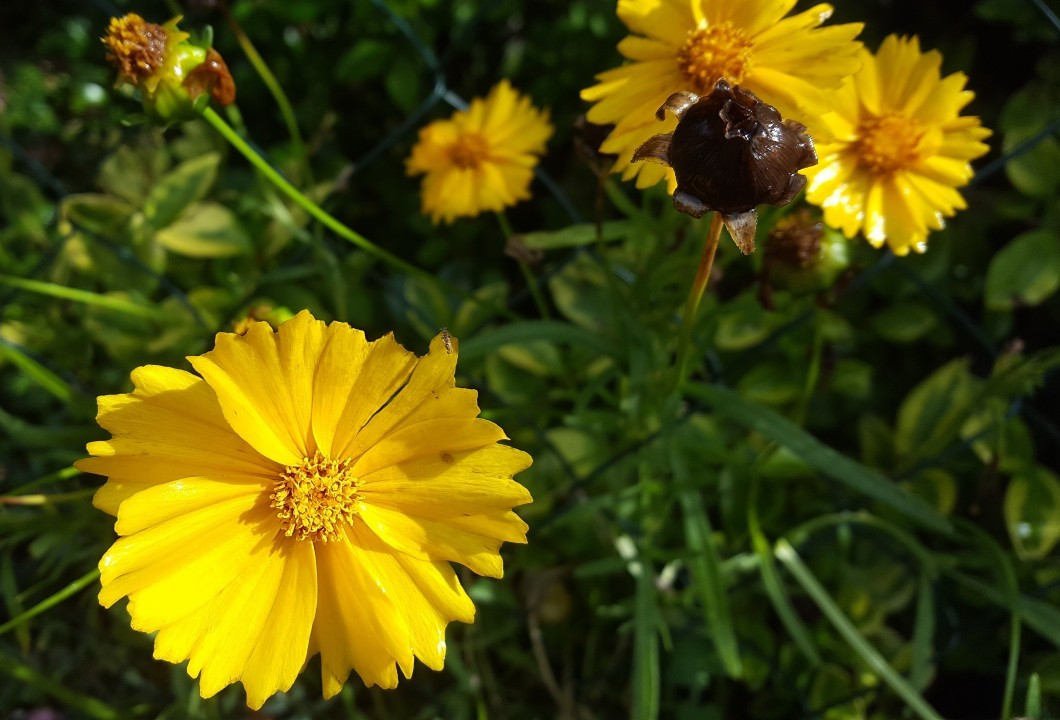 Sommerblumen