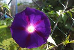 Sommerblumen