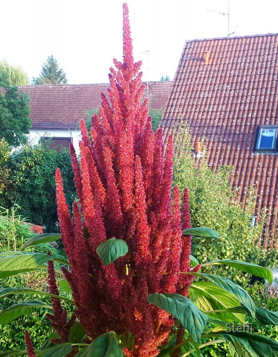 Fuchsschwanz August 2019 2