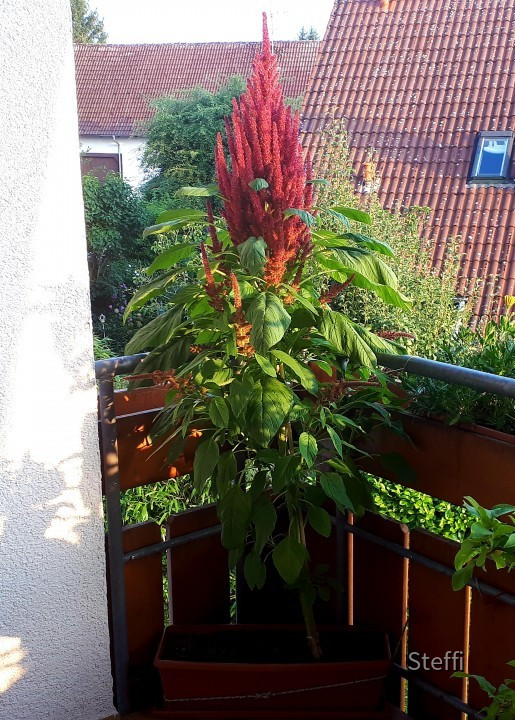 Fuchsschwanz August 2019 3