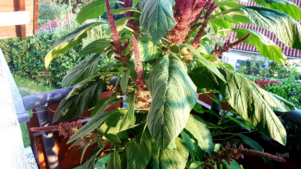 Fuchsschwanz August 2019