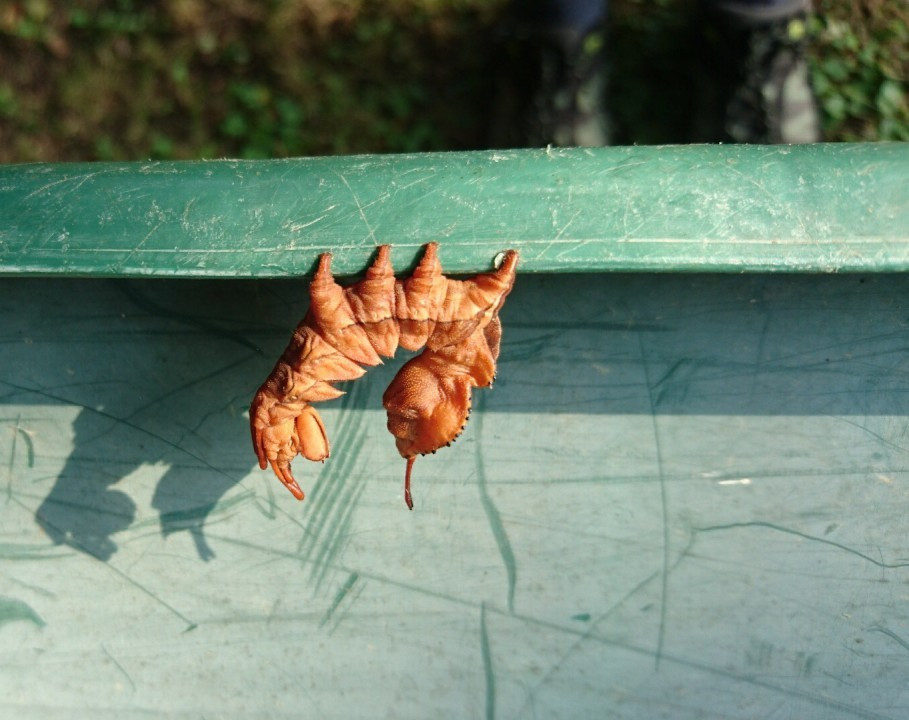 Raupe