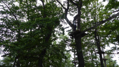 Hochseilgarten Übersee