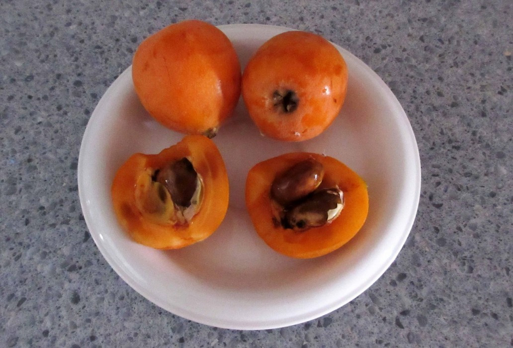 Nisperos3