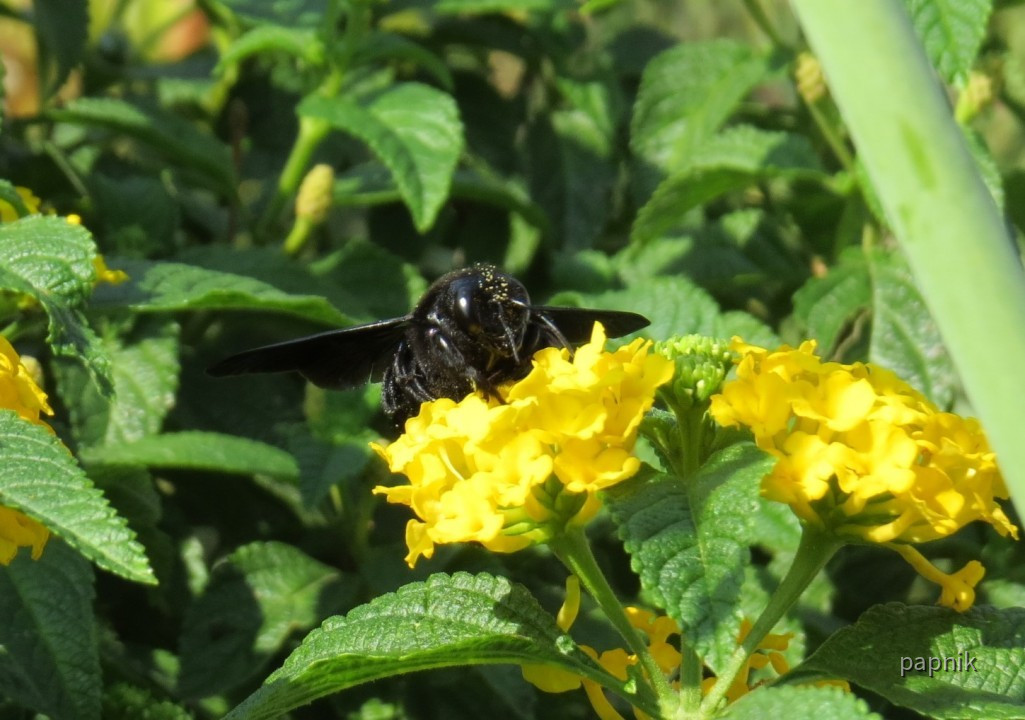 Schwarze Holzbiene