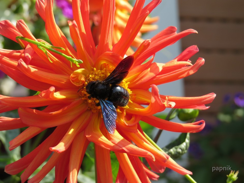 Riesenbrummer