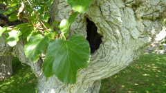 alter Baum (1)