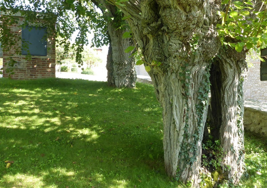 alter Baum (2)