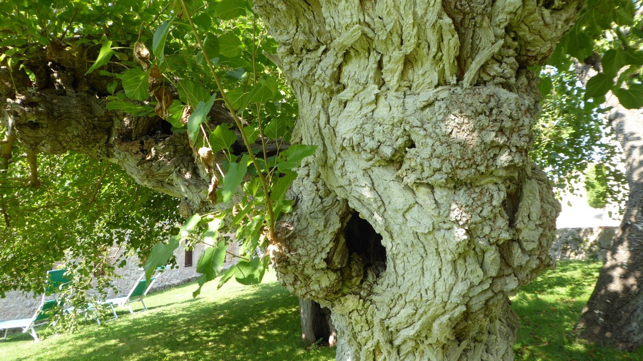 alter Baum (5)