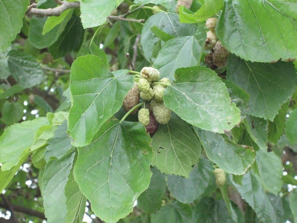 Maulbeerfrucht