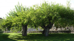 Maulbeerbäume