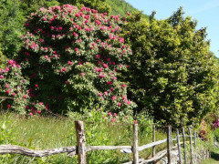 Von Cannero nach Cannobio (15)